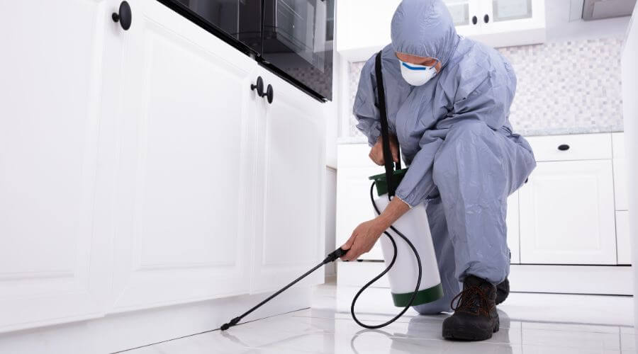 Professional organic pest control services in Randolph - OPC Randolph